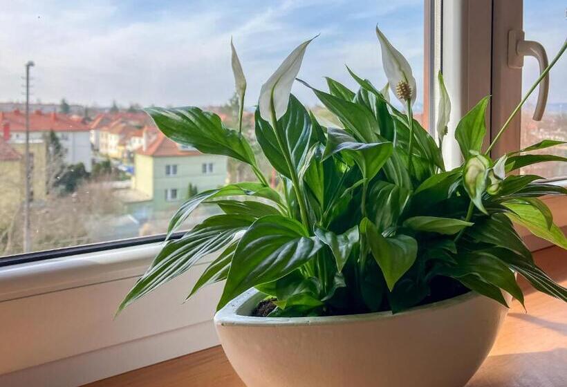 Panzió Penzion Na Stavidle