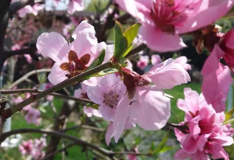 Pensiunea Nicol Tulcea