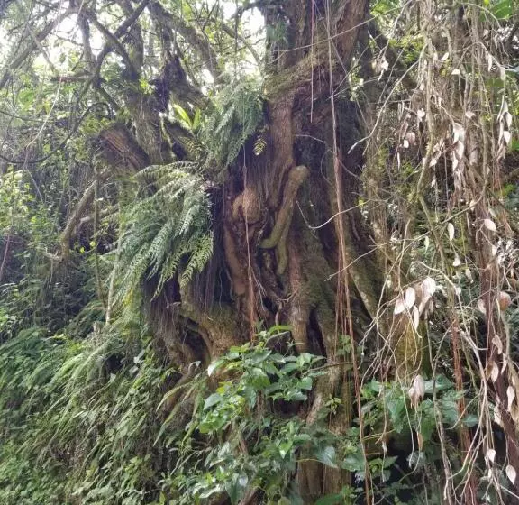 ユースホステル Hacienda San Isidro Trails & Experiences