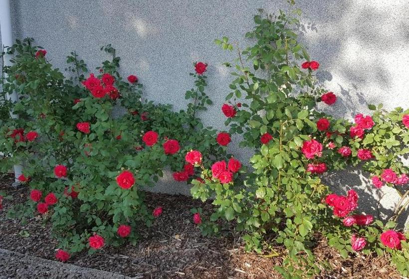 پانسیون Felixi Maja