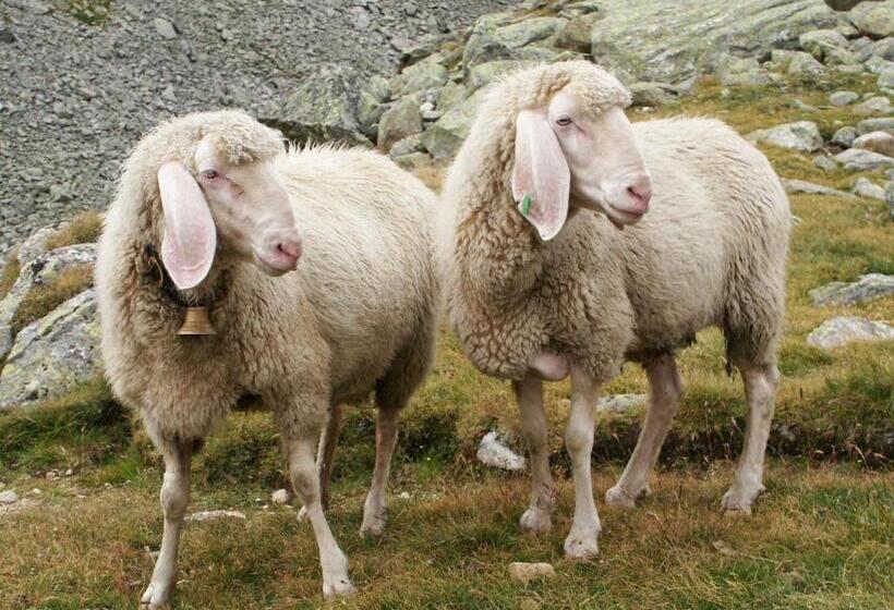 بنسيون Fleckhof