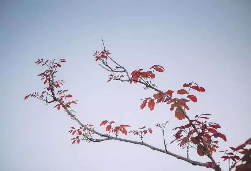 Chapulin Natural Resort