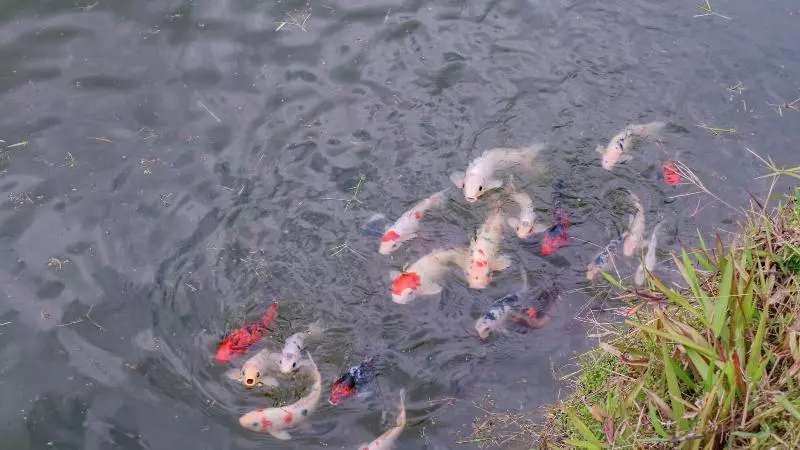 Hostelli Puri Sunny Camping