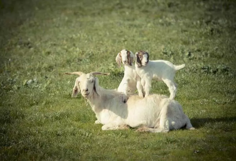 簡易ホテル Sanctuary Park Cottages