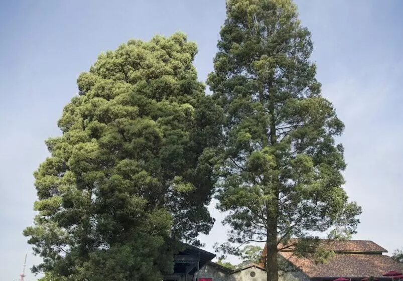 Resort The Tamara Kodai