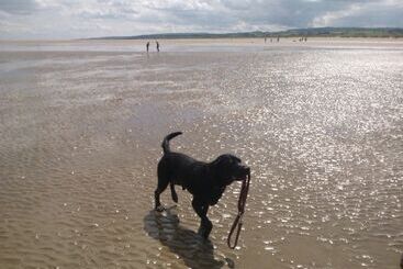 פנסיון Broncoed Uchaf Country Guest House