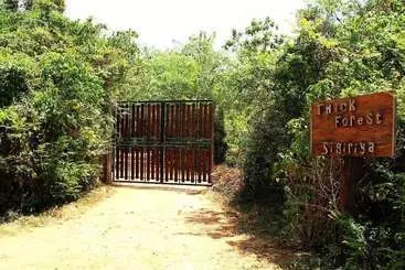 Hotel The Thick Forest