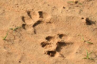 Hotel Wilpattu Tree House