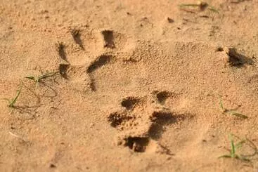 Hotelli Wilpattu Tree House