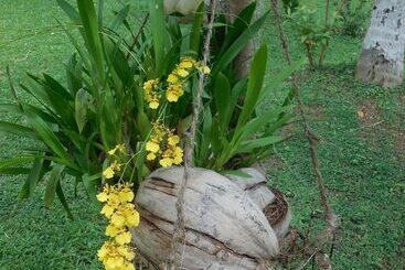 Apartaments turístics Coconut Treehouse