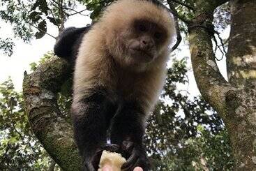 هتل Dreams Lodge Monteverde