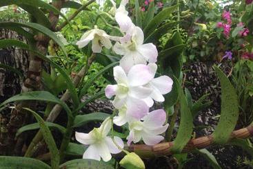 Casa De Los Suenos B&b Coronado Panama