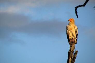 تختخواب و صبحانه Gîte De Llo