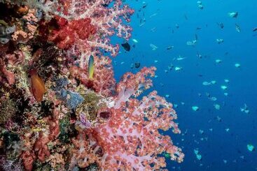 Hotel Murex Dive Resort