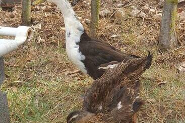 آپارتمانهای توریستها Maison La Branche D'oiseaux