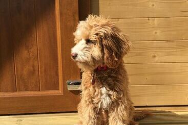 酒店 Southwell Retreat Glamping Pods