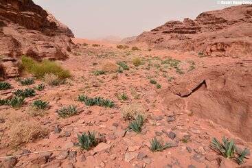 هتل Desert Moon Camp