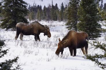 קוטג'' Denali Wild Stay