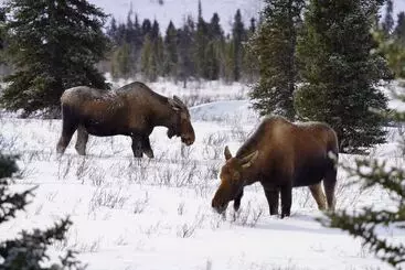 Mökkimajoitus Denali Wild Stay