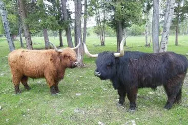 ホテル Fort Wells Gray Rustic Cabins Hostel