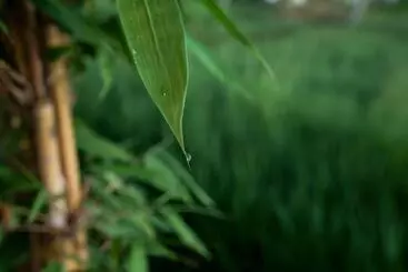 Bed and Breakfast Dukuh Sebatu Resort & Villa