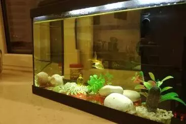 ベッドアンドブレックファースト La Pigna