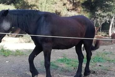 Bed and Breakfast Mattei Domus