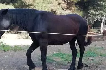 ベッドアンドブレックファースト Mattei Domus