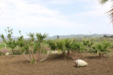 Nocleg ze śniadaniem Villa Delle Palme Delfina