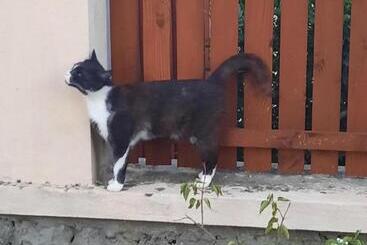 호텔 Pensiunea Maria Elena