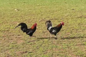 Hotel Cabane Dans Les Arbres   Tree House