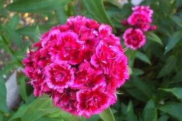 田舎風ホテル Cascina Zenevrea