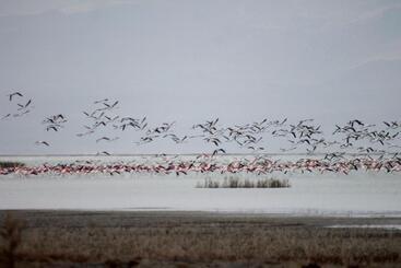 Отель Sultan Pansion Bird Paradise