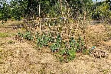 Pensiune Mulberry Resort