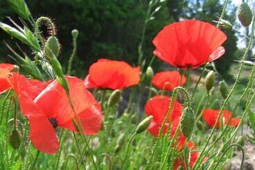 צימר Moulin Du Treuil Chambres D Hotes