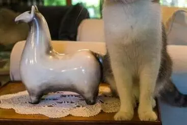 Bed and Breakfast Haras Picard Du Sant