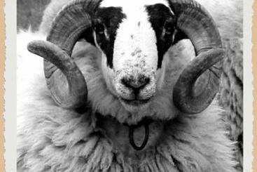 酒店 L'hôtel Du Mouton Blanc