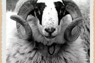 Hotelli L'hôtel Du Mouton Blanc