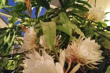 Aamiaismajoitus (B&B) Maison La Grande Serre