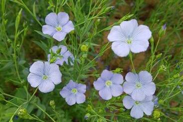 Общежитие Gasthof Speneder