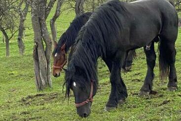בית מלון כפרי Complex Merisoru De Munte