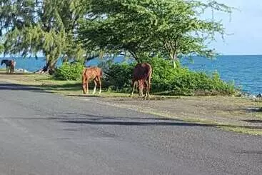 پانسیون A Toda Vela