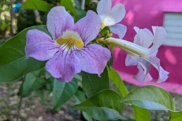 تختخواب و صبحانه La Casa De Vida Natural