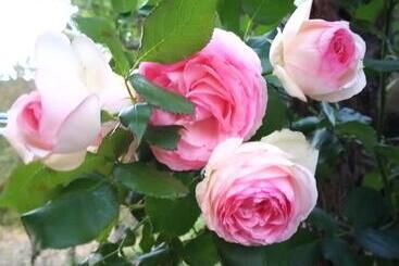 بنسيون Tra Grilli E Cicale