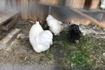 Aamiaismajoitus (B&B) Relais De La Poste