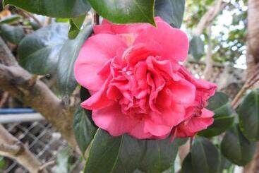 Пансион Kenilworth House Sc