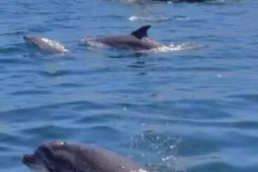 Ross Beach Family Farmhouse B&b