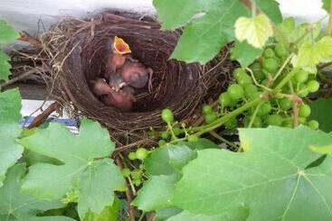 צימר De Hoefstal 1765