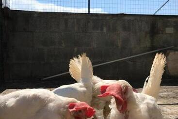 تختخواب و صبحانه La Casa Di Sergio