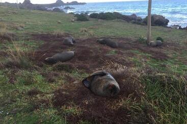 펜션 Ivy S Cottage